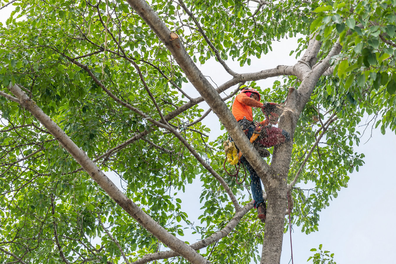 Commercial tree service in Glendale, CA