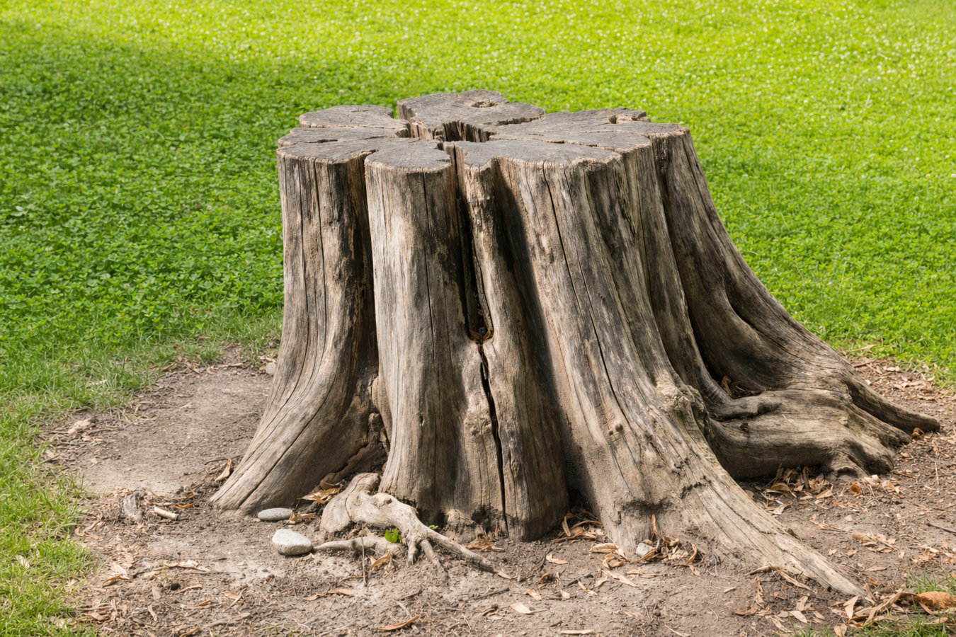 Stump removal in Glendale, CA