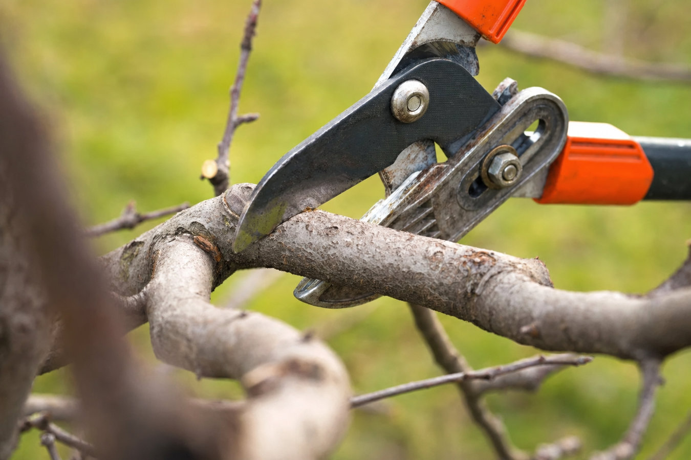 Tree pruning in Glendale, CA