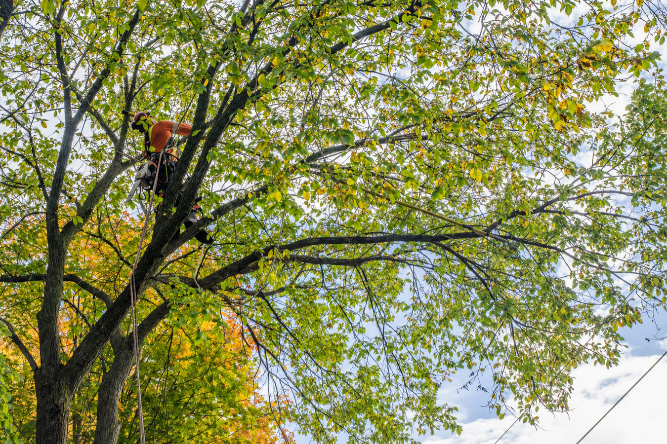 Tree trimming in Glendale, CA